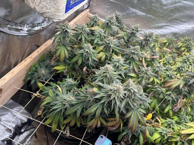 WSE - Sour Diesel. Week 27