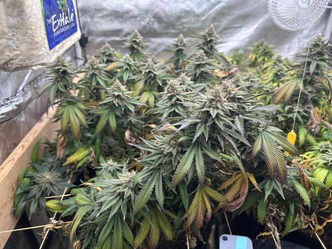WSE - Sour Diesel. Week 27