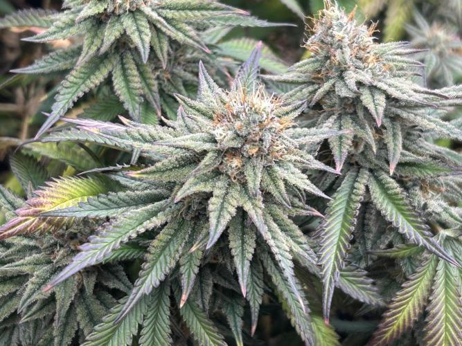 WSE - Sour Diesel. Week 27