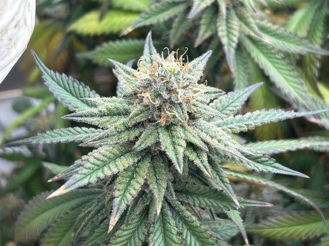 WSE - Sour Diesel. Week 27
