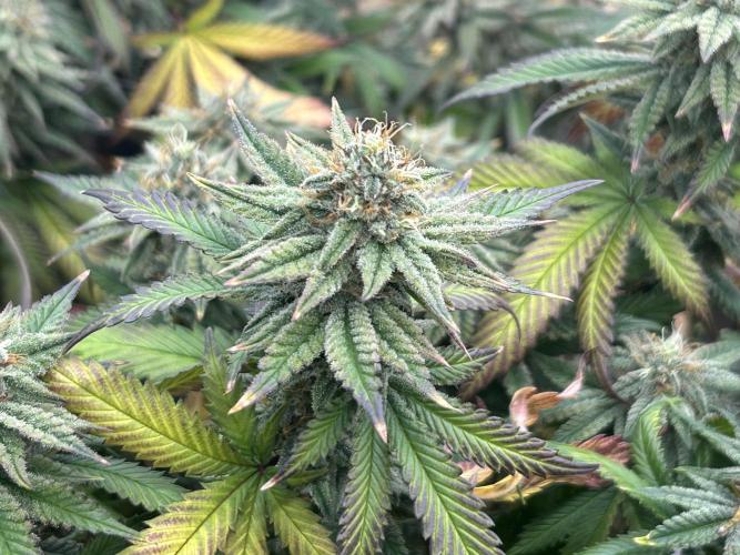 WSE - Sour Diesel. Week 27