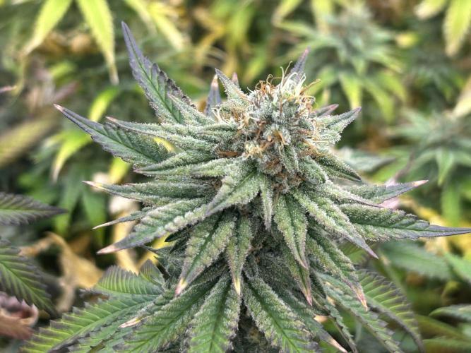 WSE - Sour Diesel. Week 27