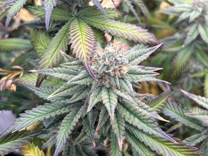 WSE - Sour Diesel. Week 27