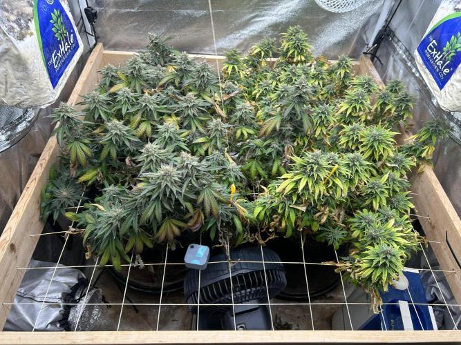 WSE - NYC Diesel. Week 27 - 8/1/26