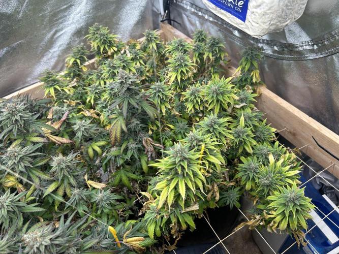 WSE - NYC Diesel. Week 27