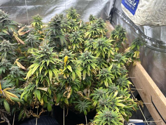 WSE - NYC Diesel. Week 27