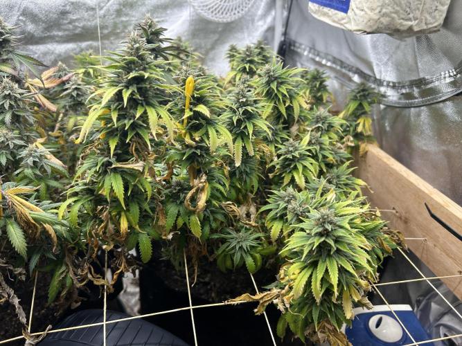 WSE - NYC Diesel. Week 27
