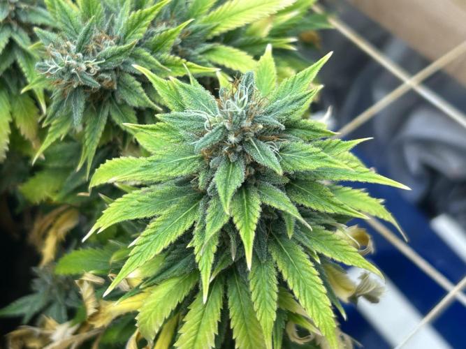 WSE - NYC Diesel. Week 27