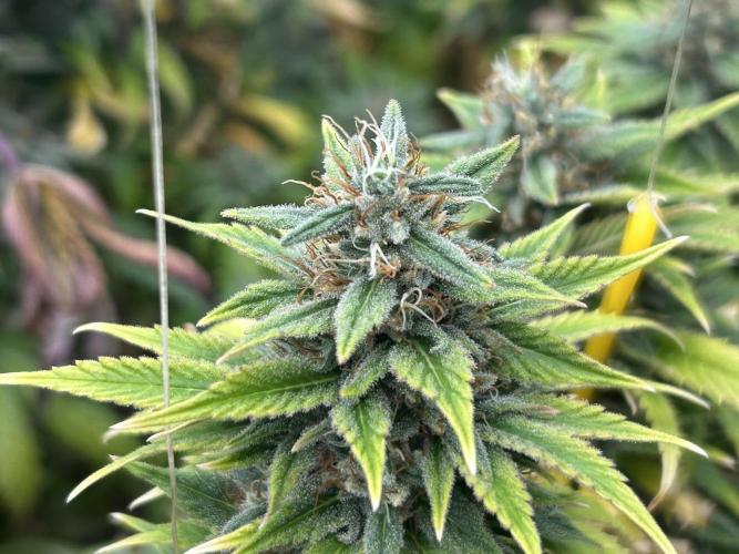 WSE - NYC Diesel. Week 27