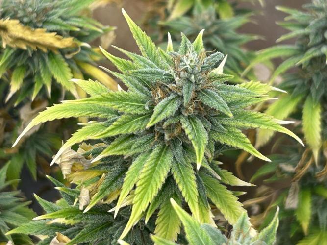 WSE - NYC Diesel. Week 27