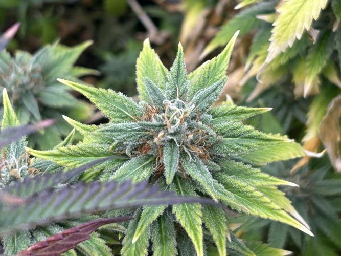 NYC Diesel . Week 27