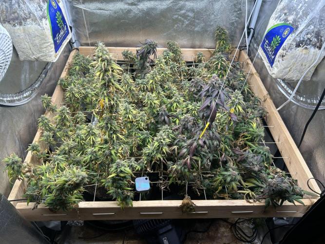 HS - Purple Kush. Week 27 - 8/1/26