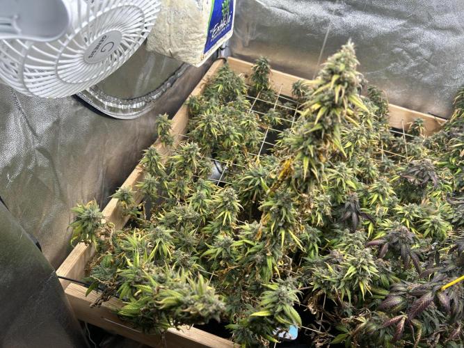 HS - Purple Kush. Week 27
