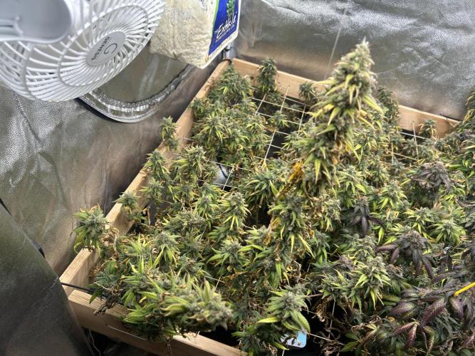 HS - Purple Kush. Week 27