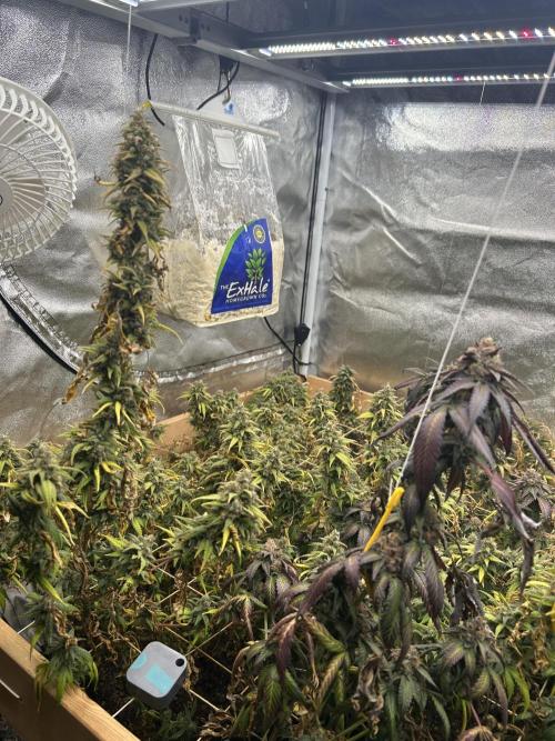 HS - Purple Kush. Week 27