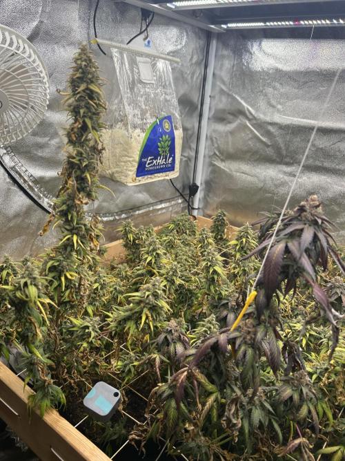 HS - Purple Kush. Week 27