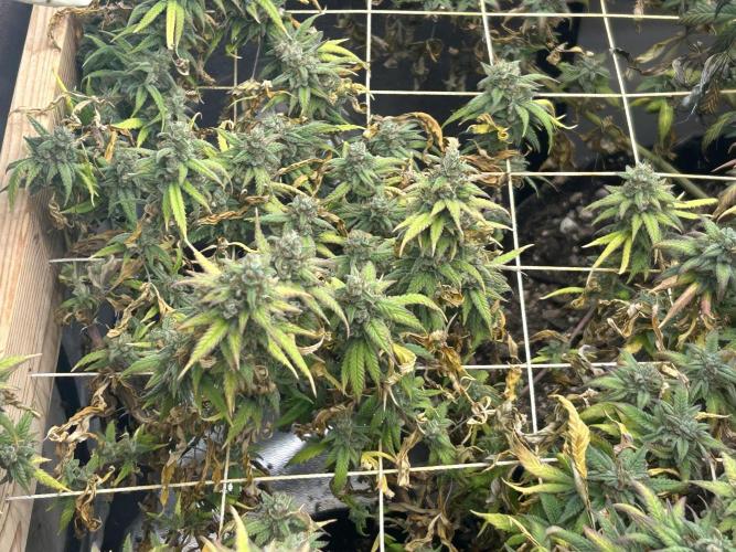 HS - Purple Kush. Week 27