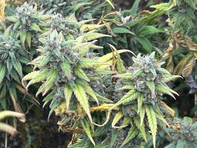 HS - Purple Kush. Week 27