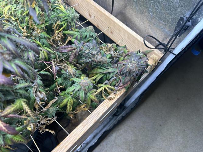 RQS - Gelato 44. Week 25