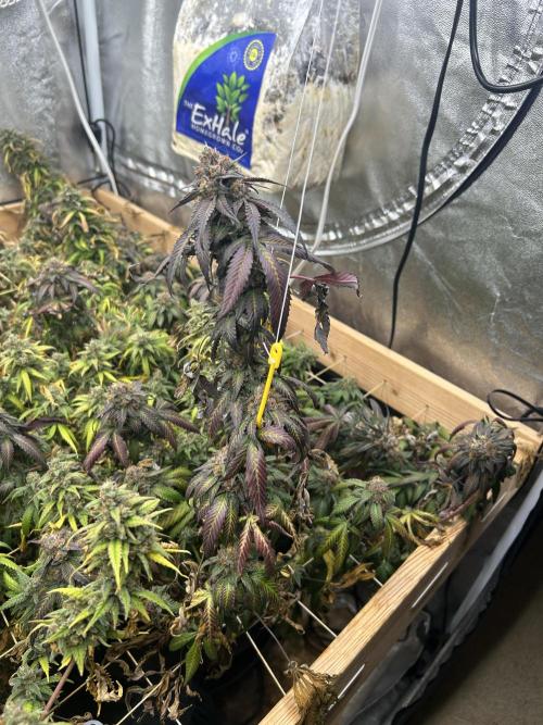 RQS - Gelato 44. Week 25