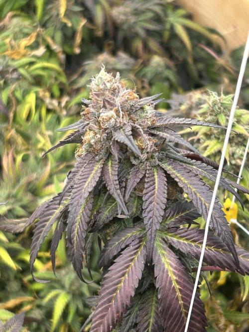 RQS - Gelato 44. Week 25