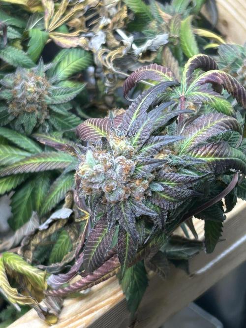 RQS - Gelato 44. Week 25