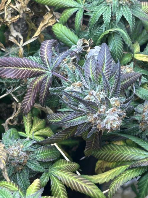 RQS - Gelato 44. Week 25