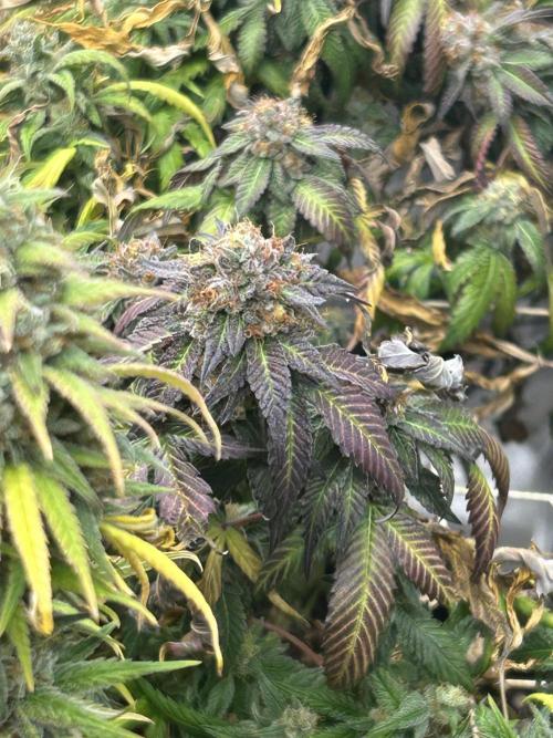 RQS - Gelato 44. Week 25