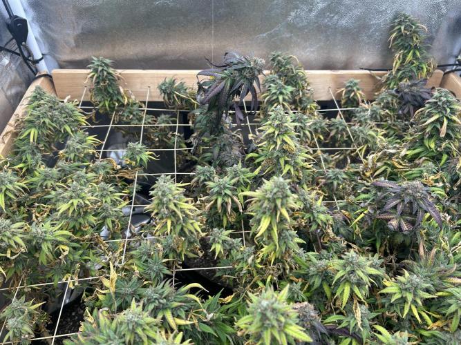 RQS - Tropicana Cookies Purple. Week 26