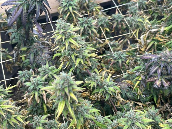 RQS - Tropicana Cookies Purple. Week 26