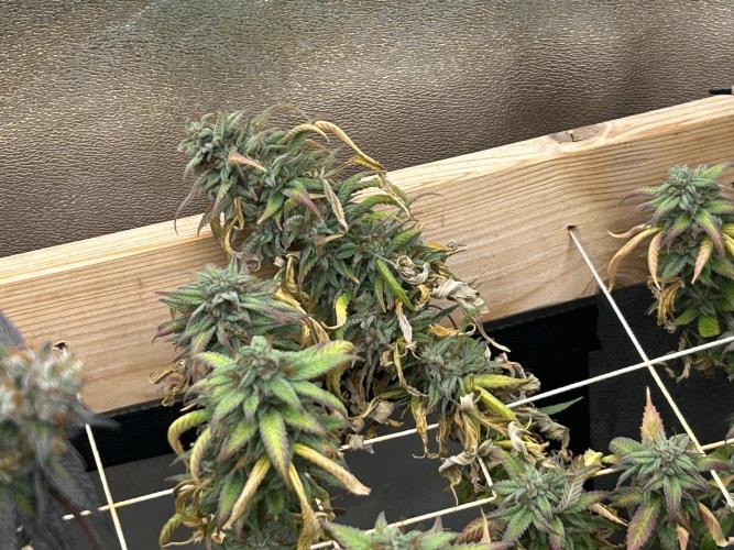 RQS - Tropicana Cookies Purple. Week 26