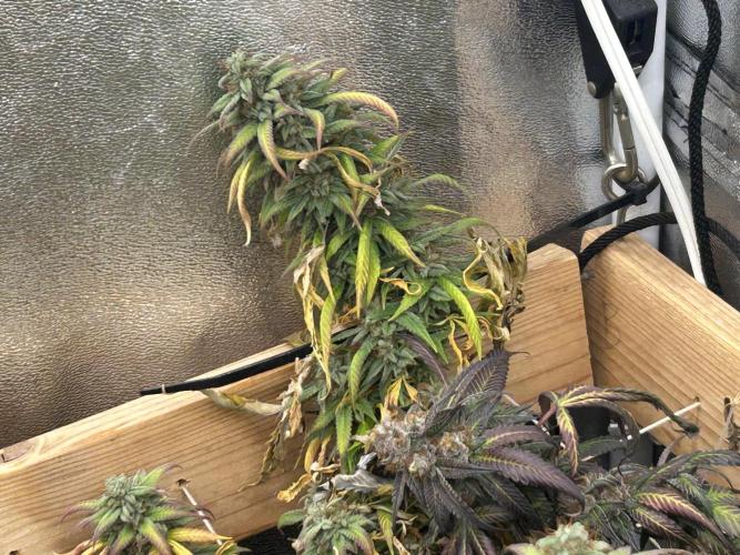 RQS - Tropicana Cookies Purple. Week 26