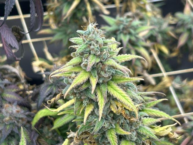RQS - Tropicana Cookies Purple. Week 26