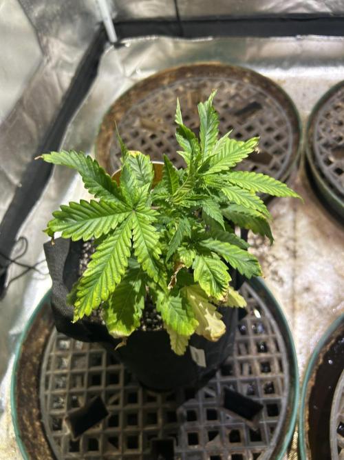 OSS - Papaya Stank. Week 6