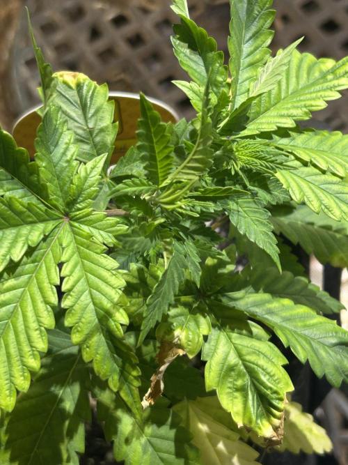 OSS - Papaya Stank. Week 6