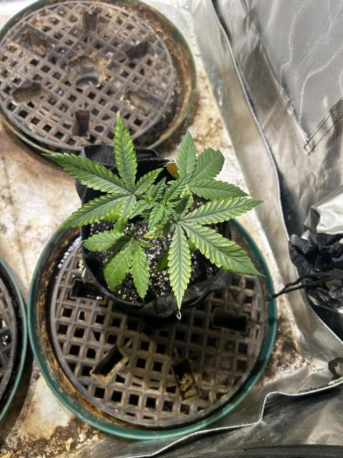 OSS - Purple Overload. Week 6