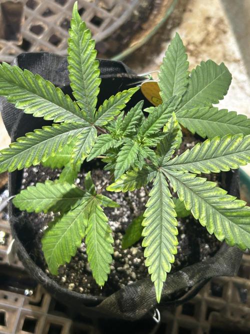 OSS - Purple Overload. Week 6