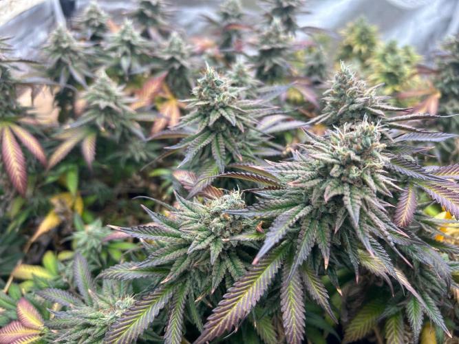 WSE - Sour Diesel. Week 28