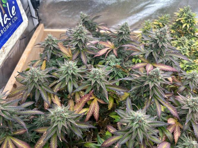 WSE - Sour Diesel. Week 28