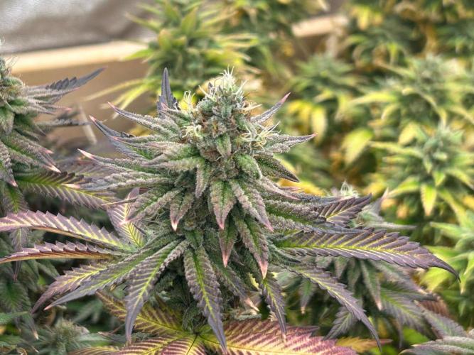 WSE - Sour Diesel. Week 28