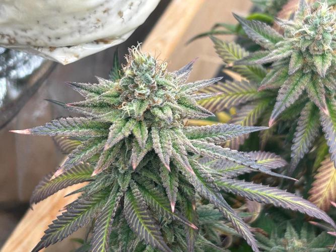 WSE - Sour Diesel. Week 28