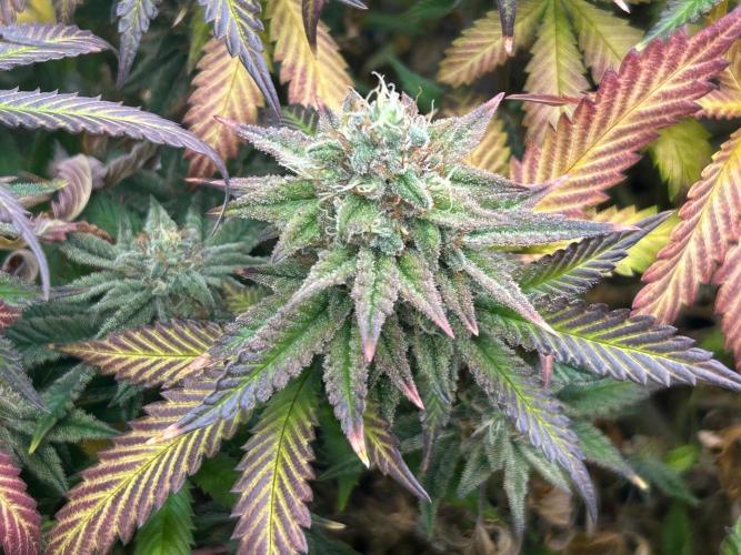 WSE - Sour Diesel. Week 28