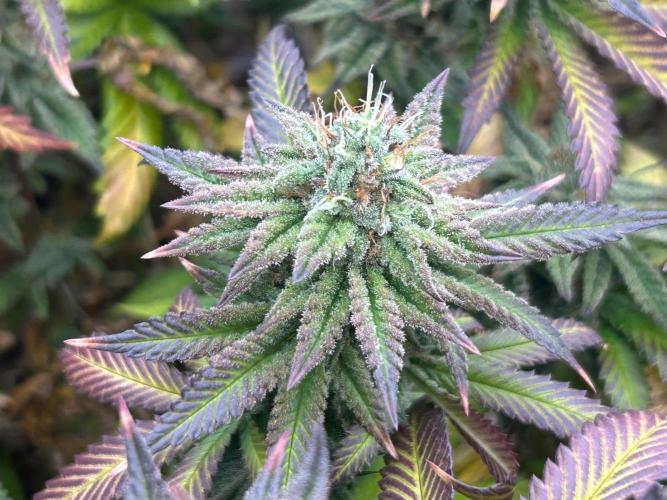 WSE - Sour Diesel. Week 28