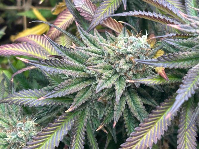 Sour Diesel . Week 28