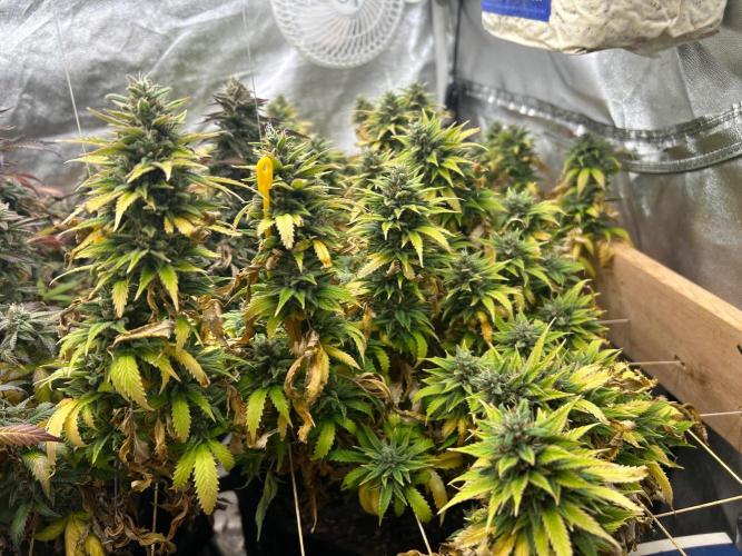 WSE - NYC Diesel. Week 28