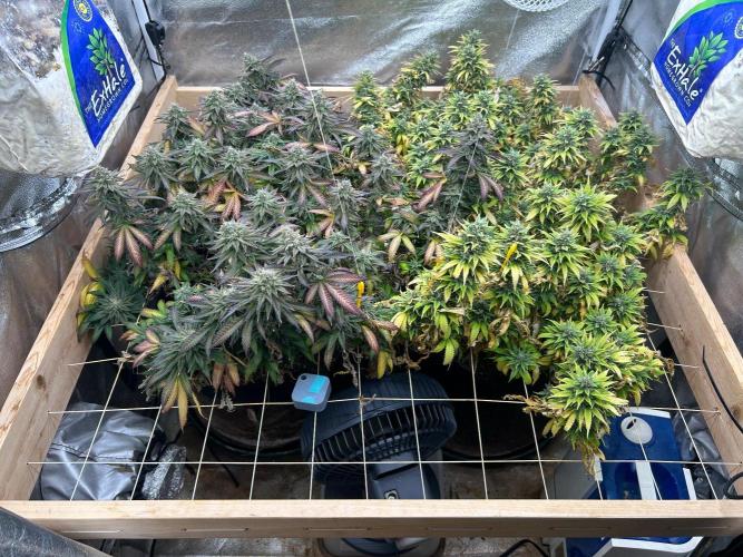 WSE - NYC Diesel. Week 28 - 8/9/26