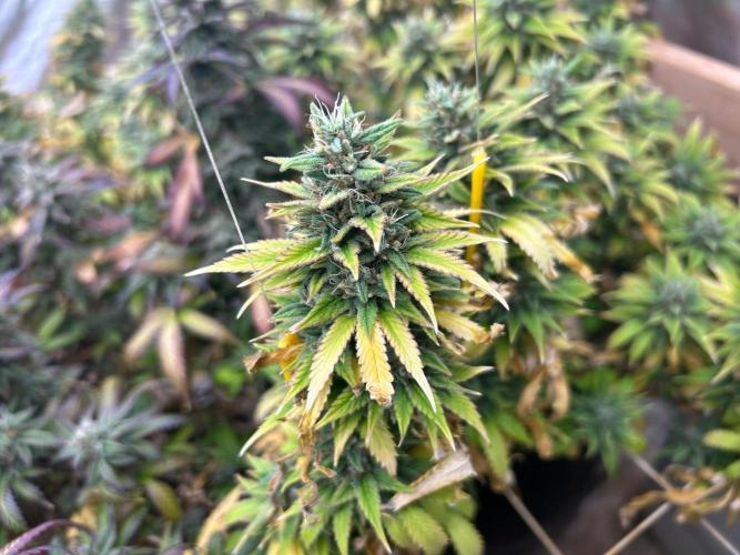 WSE - NYC Diesel. Week 28