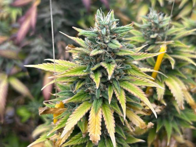 WSE - NYC Diesel. Week 28