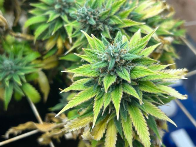 WSE - NYC Diesel. Week 28