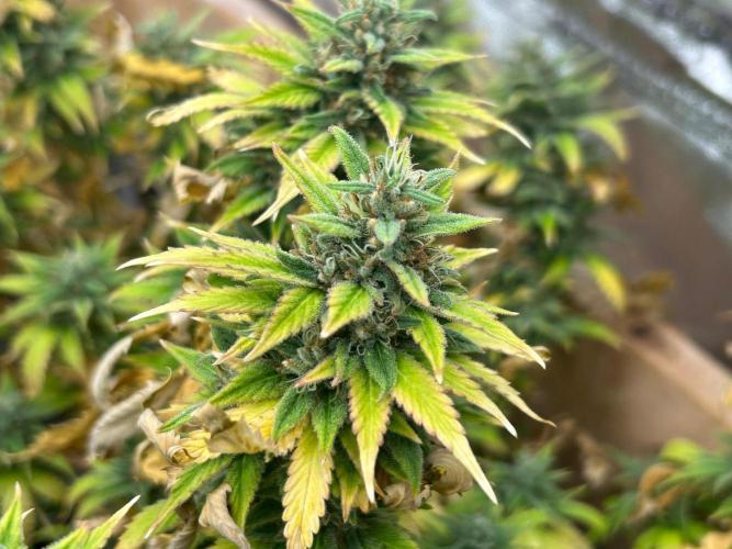 NYC Diesel . Week 28